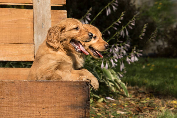 istock Double Trouble in a Wooden Crate 946368756