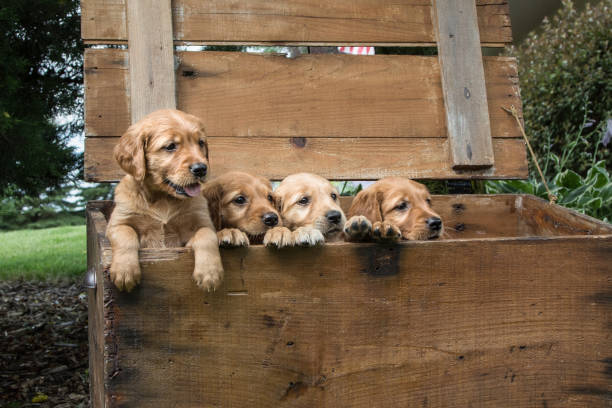 istock Half a Litter of Puppies 946368824