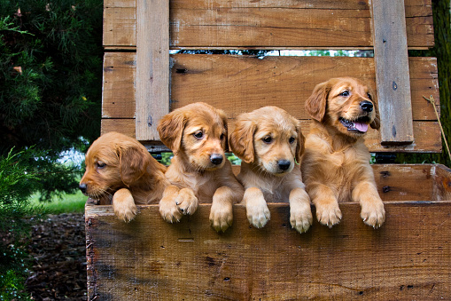 Four Gold Colored Puppies In a Wooden Box with One Sulking