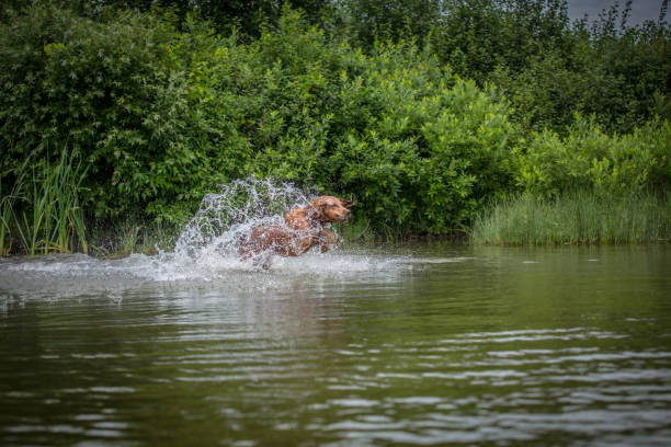 istock Retreiver Splashing in Water 946368932