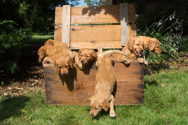 istock The Great Puppy Escape 946368940