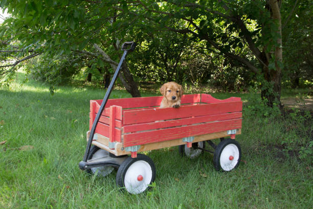 istock Puppy in Toy Wagon 946371246