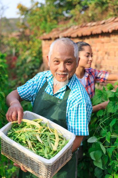 istock Family harvesting green beans 946373718