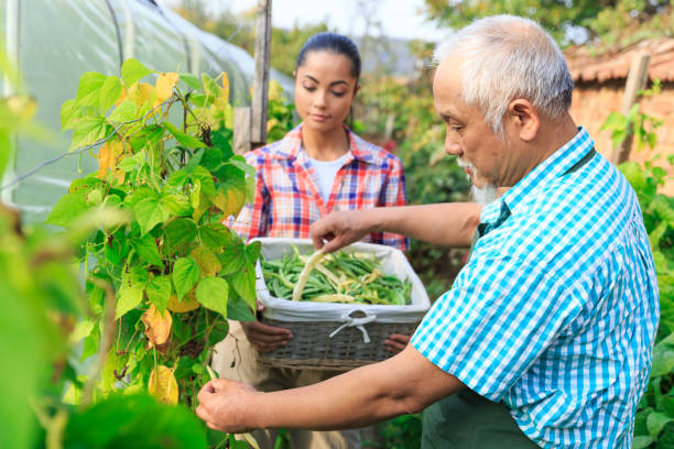istock Family harvesting green beans 946373720