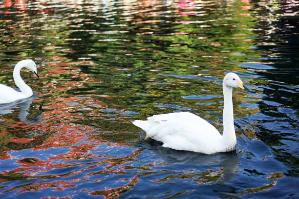 swan swim in black cannel