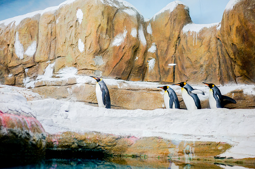 penguins were walking in the row at Teipei zoo.