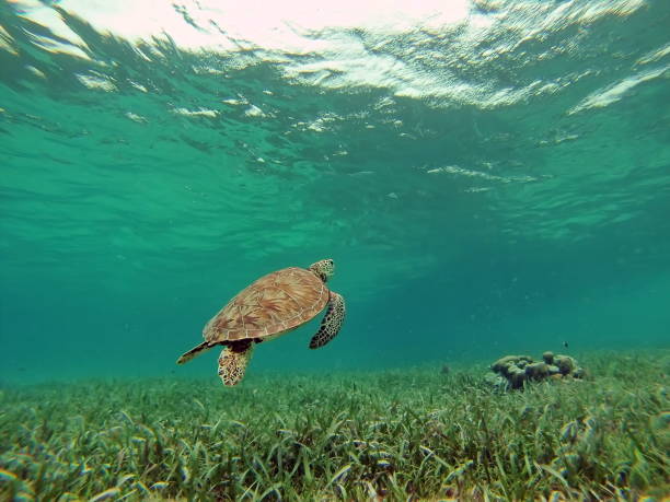 istock Sea turtle swimming above seaweed 946384720