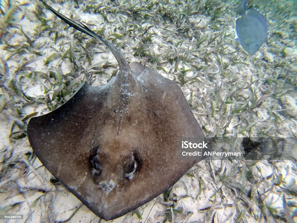 Stringray Menorca Stringray On A Sandy Bottom In Shallow Water Stock Photo - Download ...