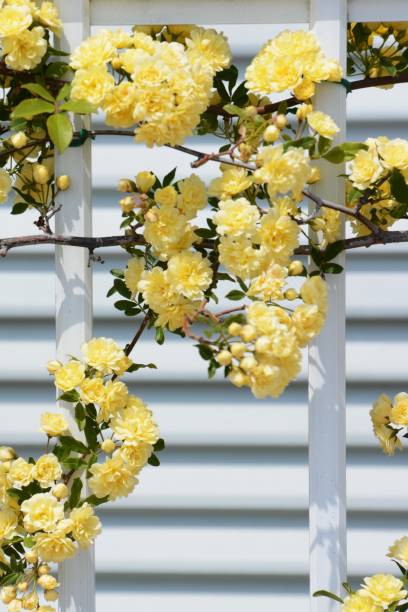 istock Yellow Banksia rose 946387940