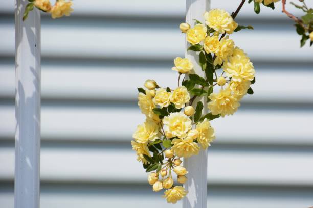 istock Yellow Banksia rose 946387944