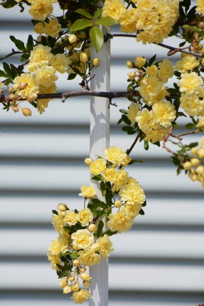 istock Yellow Banksia rose 946387948