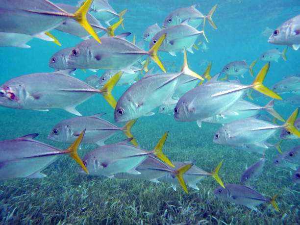 istock School of fish in shallow water 946387954