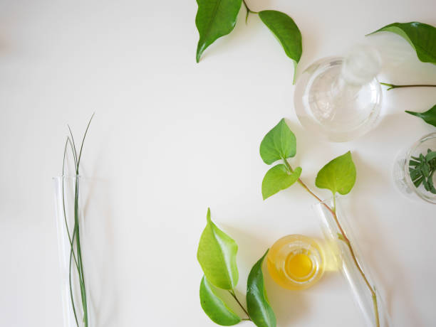 istock The bio laboratory glassware and blank cosmetic bottle containers with  herbal ingredient, package for branding .Natural organic beauty skincare product concept. alternative medicine. 946388070