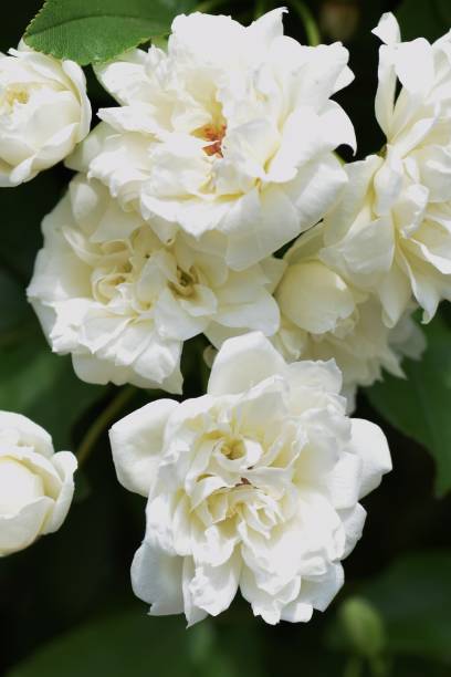 istock White Banksia rose 946391782