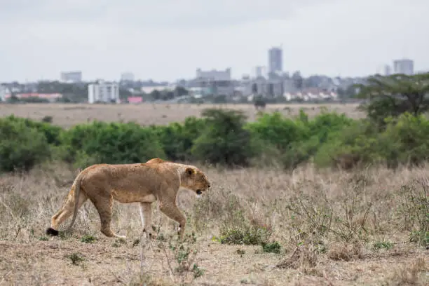 Female lion walking at Nairobi national park in middle of city. The city is background.