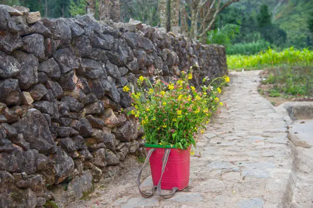 Basket flower in Hagiang, north of Vietnam