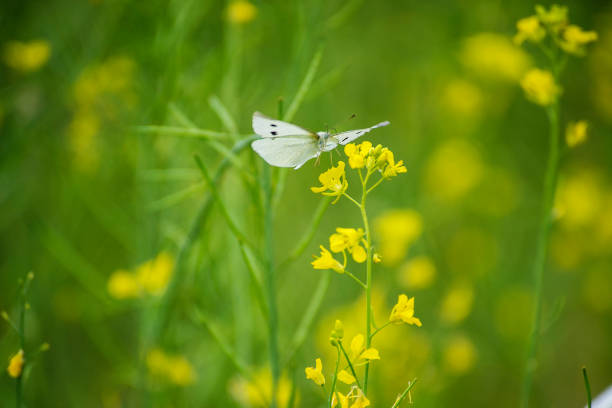 istock Brassicaceae flower field 946413736
