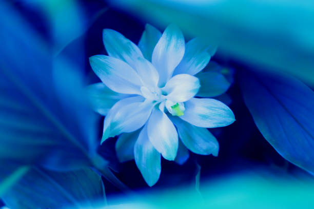 istock spring white  flower fresh nature relax photo background 946416956