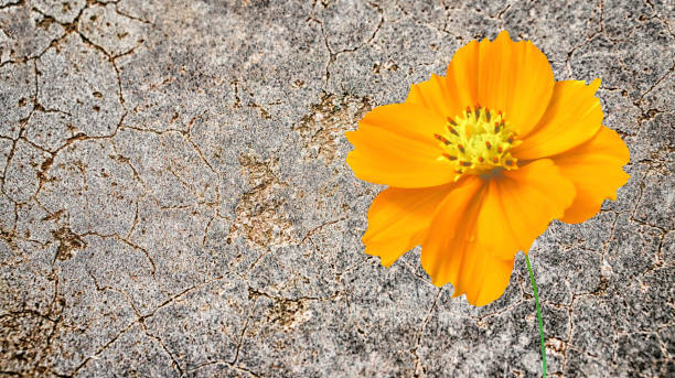 istock Yellow cosmos  on wall abstract spring summer  background 946419228