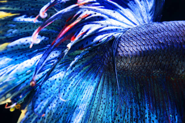 istock close up of Siam betta fighting fish,Betta splenden 946420564