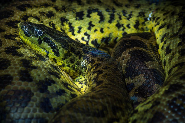 Close up of a Yellow ananaconda rolled up in Haus der Natur, Salzburg Close up of a Yellow ananaconda rolled up the Museum Haus der Natur, Salzburg anaconda snake stock pictures, royalty-free photos & images