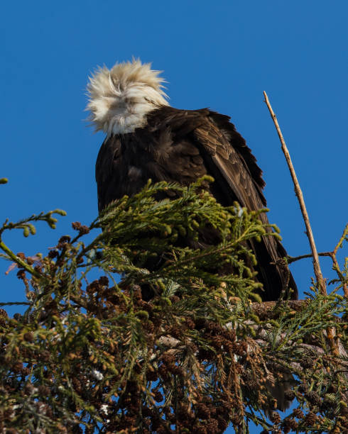 "bad hair day", primo piano (700 mm) di un'aquila calva con le penne della testa incasinato dal vento, visto in natura nel nord della california - north america bald eagle portrait vertical foto e immagini stock