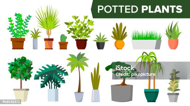 Potted Plants Set Vector Indoor Home Office Modern Style Houseplants Green Color Plants In Pot Various Floral Interior Icon Decoration Design Element Isolated Flat Illustration Stock Illustration - Download Image Now