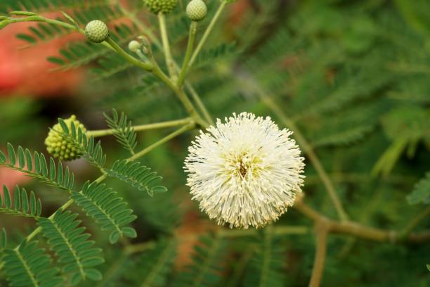 istock leucaena glauca flower in nature garden 946427462