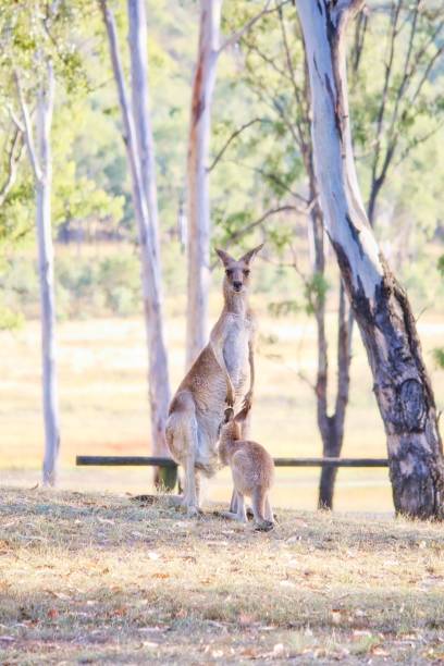 istock Eastern Gray Kangaroo And Her Joey 946430216