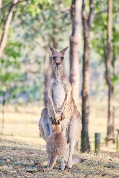 istock Eastern Gray Kangaroo And Her Joey 946430218