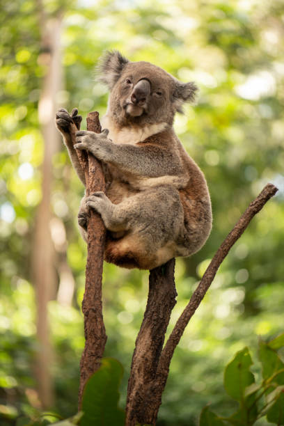 istock Cute Australian Koala resting during the day. 946433234