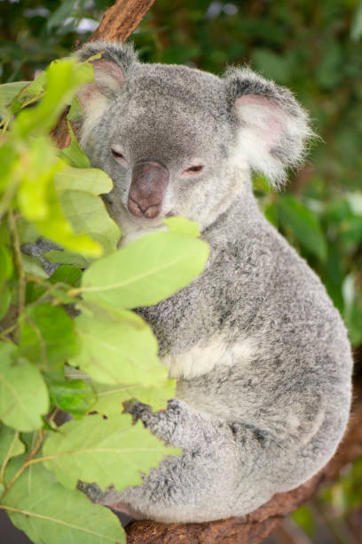 istock Cute Australian Koala resting during the day. 946433308