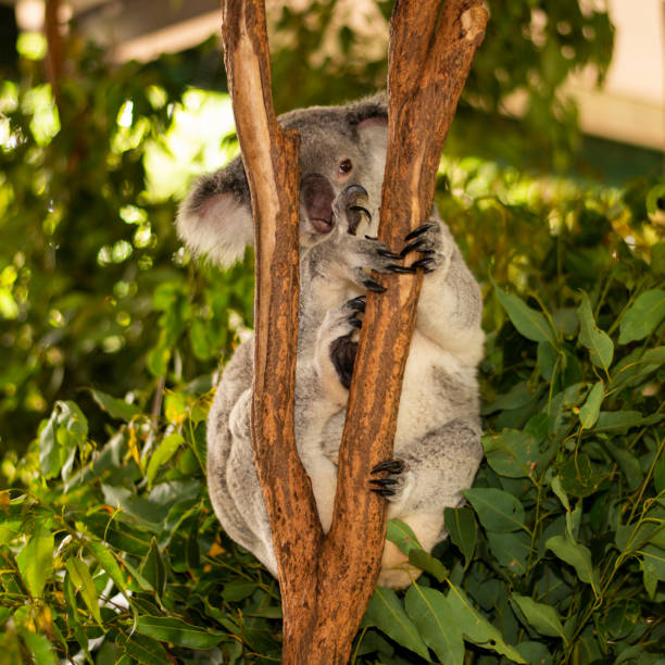 istock Cute Australian Koala resting during the day. 946433524