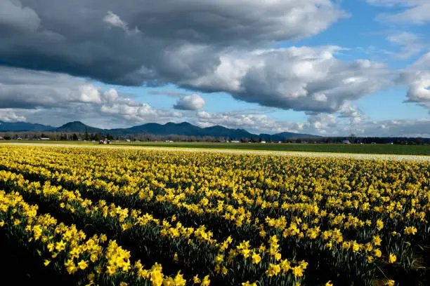 Photo of Yellow daffodil fields in bloom under blue sky.