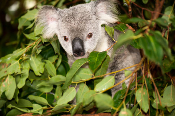 istock Cute Australian Koala resting during the day. 946433662
