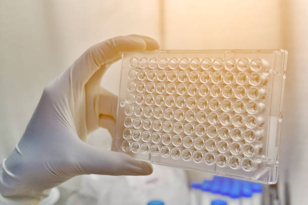 istock Screening the cell cytotoxicity by MTT assay in 96well plate. 946433872