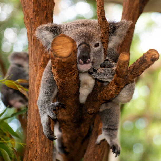 istock Cute Australian Koala resting during the day. 946433944
