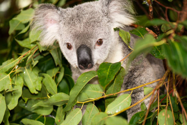 istock Cute Australian Koala resting during the day. 946434012