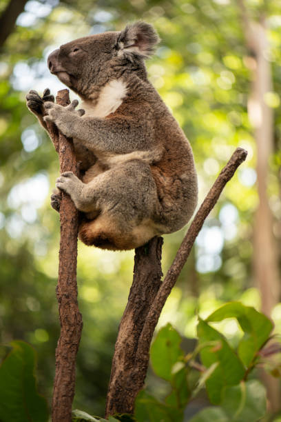 istock Cute Australian Koala resting during the day. 946434082