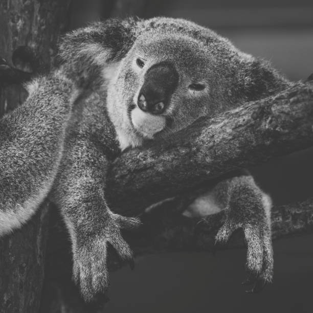 istock Cute Australian Koala resting during the day. 946434428