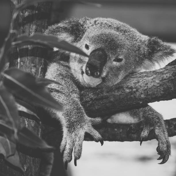 istock Cute Australian Koala resting during the day. 946436740