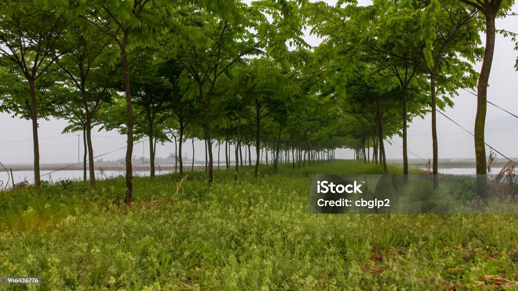 Smallest Tree Farm A Small Farm That Grows Young Trees Stock Photo - Download Image Now ...