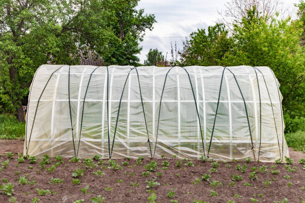 istock Greenhouse for growing vegetables in garden 946440110