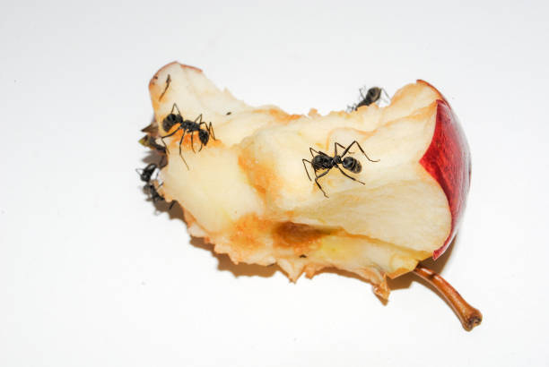 Big black ants eating rotten apple on white background