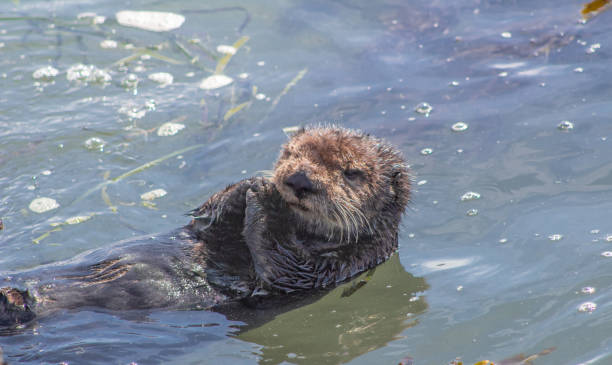 istock California Sea Otter 946444576