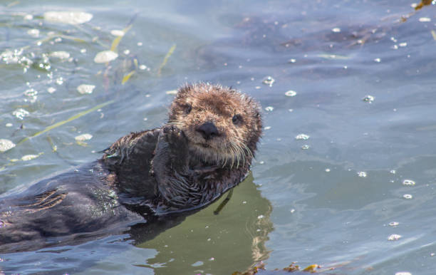 istock California Sea Otter 946444584