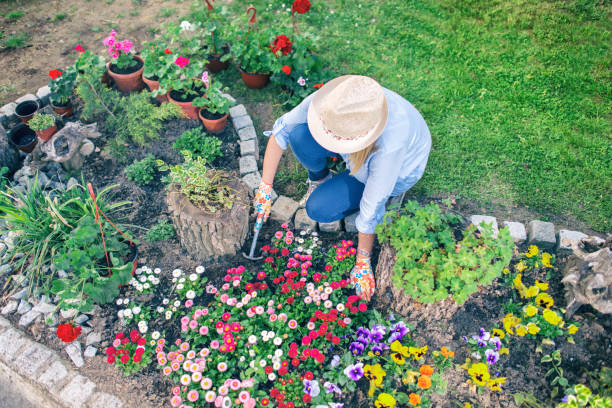 istock Woman planting flowers 946445364