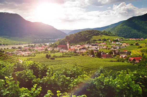 Vineyard in the famous Austrian winegrowing area Wachau (Spitz an der Donau), Lower Austria