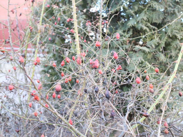 istock bushes without leaves with red berries 946448118