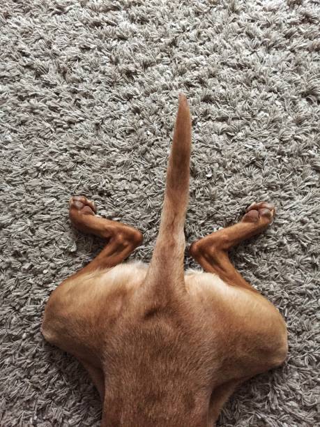 istock Funny Dog laying Outstretched 946448418